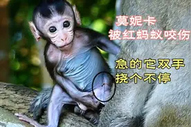 莫妮卡被红蚂蚁咬伤了，又痛又痒，急的它双手挠个不停视频封面