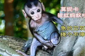 莫妮卡被红蚂蚁咬伤了，又痛又痒，急的它双手挠个不停视频封面