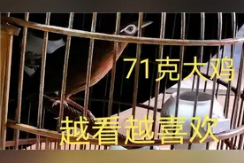 要养就养这样的画眉鸟，71克怎么看都漂亮，这是不是你心中的鸟王