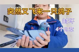 今天突然又飞来一只鸽子，封环  4个印章  扣开查查