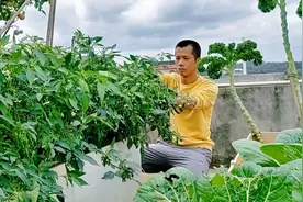 楼顶种辣椒120天，辣椒树这样摘叶管理，不但长得好结辣椒又多视频封面