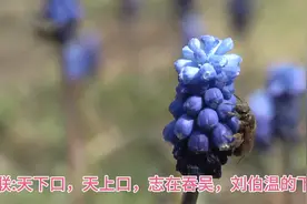 上联:天下口，天上口，志在吞吴，刘伯温的下联，堪称千古绝对。视频封面