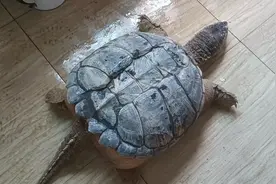 栋哥养龟记6，快50斤大鳄龟买来不到10天就死了，1500就打水漂了