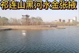 春到张掖，润泉湖水碧波荡漾、鸭游其上，绿树环绕，环境美哒哒！视频封面