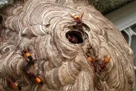 虎头蜂泡酒有助于风湿、颈椎病、活血化瘀、消炎止痛。视频封面