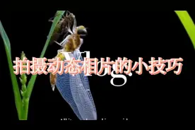 拍摄动态相片的小技巧视频封面