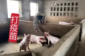 小耿给猪圈里小猪打口蹄疫疫苗，容易应激打得很慢，安全第一视频封面