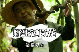 “野生过岗龙”它是广西十万大山所特有的野生YC，吸水力强视频封面
