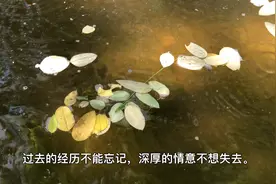 过去的经历不能忘记，深厚的情意不想失去。视频封面