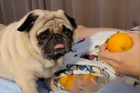 聪明的狗狗是会区分什么能吃什么不能吃的视频封面