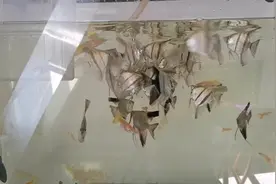 买了一大包丰年虾，这次的质量杠杠的，鱼儿们有福气了，