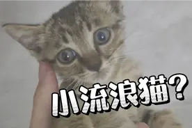 捡了一只小流浪猫，该怎么养呀！