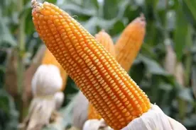 比登海605棒子更大更抗病的玉米种子，棒大粒长、品质好，超高产