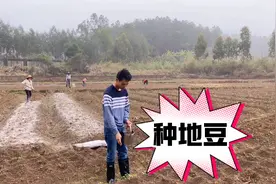 广东人种花生季节到了，老人说这样下花生种子才高产，学会了没有视频封面