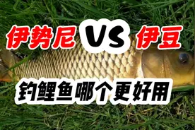 手竿钓鲤鱼、什么鱼钩最好用？伊势尼或者伊豆你用哪个