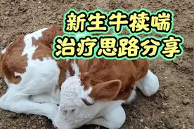 新生犊牛喘治疗思路分享，养牛新手建议收藏！视频封面
