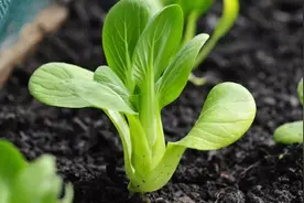 8月份播种小白菜，这样套种虫害少长势好，最后一步是关键视频封面