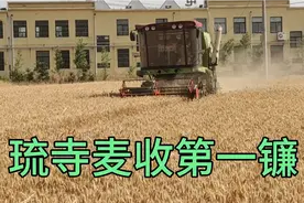 2022年6月6号——聊城高唐县琉璃寺镇琉璃寺村麦收第一镰视频封面