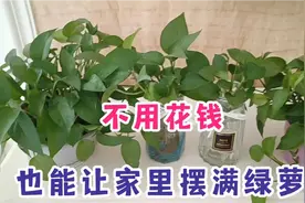 水培绿萝做好两点，百分百能成功，家里都不用买，也可以摆满屋子视频封面
