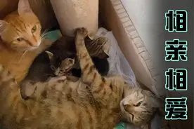猫妈妈与猫大哥像是赶着要上班，轮流给小奶猫囫囵着洗脸，真逗🤣视频封面