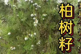 柏树籽，晒干装枕头是个宝，解决不少成年人的烦恼，学会牢记视频封面