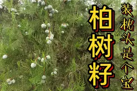 柏树籽，晒干装枕头是个宝，解决不少成年人的烦恼，学会牢记视频封面