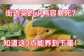 3招让小鸭子听你的话！街边买的也可以一直养到下蛋！怎么养？