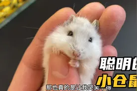被朋友拿走的小仓鼠，又被送回来了视频封面