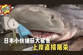 日本人捕获大鲨鱼，上岸就屠杀，用盐巴揉搓3遍，切成薄片直接吃视频封面