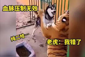 二哈：血脉压制无效。老虎：这哈士奇是纯的视频封面