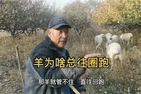 放羊想叫羊吃饱，还是有点技巧的，看放羊老汉怎么做视频封面
