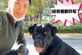 狗狗突然找不到主人，像找不到妈的孩子惊慌失措，这得多深的感情