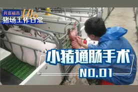 猪场必学技能之一，小猪通肠手术！需要的点赞收藏！