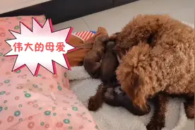 趁主人不在家泰迪突然生狗宝宝，一点准备都没有，母爱太伟大了！