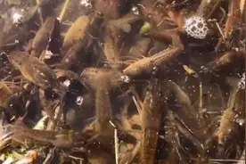 刚下水的那一刻，小龙虾欢快极了，快活一天是一天吧.视频封面