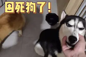 一晚上叫哈士奇起床100次，二哈直接困成狗！再也没精力拆家了！视频封面