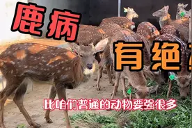 养殖梅花鹿常备这些药，鹿病防治不求人，你备了吗…视频封面
