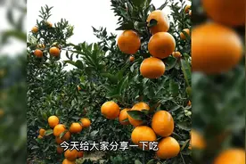吃沃柑的好处你了解多少呢？欢迎留言讨论视频封面