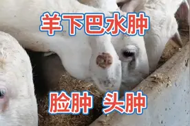 羊下巴水肿脸肿头肿，一针轻松解决，朋友记得点赞收藏视频封面
