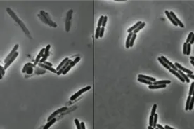 显微镜下“青霉素”杀死病菌的真实场景，细菌一个个被“爆头”！视频封面