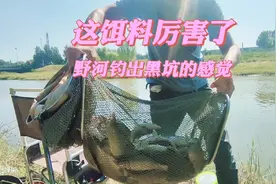 这款饵料刷新了我的认知，野河狂拉鲫鱼鲤鱼，三个多小时10斤鱼获视频封面