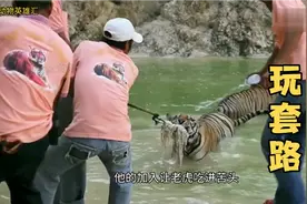 动物园老虎的生活，和饲养员“拔河”，很惬意视频封面