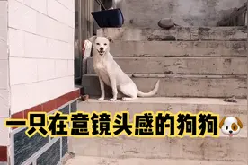 乡间奇遇，一只比较在意镜头的狗狗，看到镜头竟然做出这样的举动视频封面