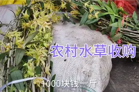 农村草药收购站，今天收到的水草1000块钱一斤，不知你们那有吗