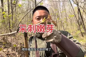 我们又来采刺嫩芽，现在刺嫩芽价格高升，今天收入还可以哦视频封面