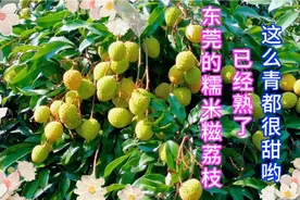 东莞的糯米糍荔枝熟啦，这是荔枝中的爱马仕呀，尝鲜的可以行动啦视频封面