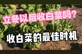 什么时间收白菜？立冬后采收大白菜吗？如何选择收白菜的最佳时间视频封面