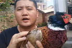 圈养的鸡和放养的鸡有什么不同？你知道吗？看过视频你就知道了视频封面