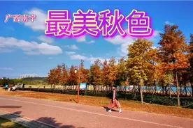 南宁龟山江滨公园，那一片落羽杉最美秋色来了，错过只能等明年了