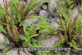 四川首次发现珍稀濒危植物丰都车前视频封面
